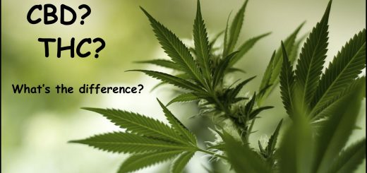 thc and cbd whats the difference