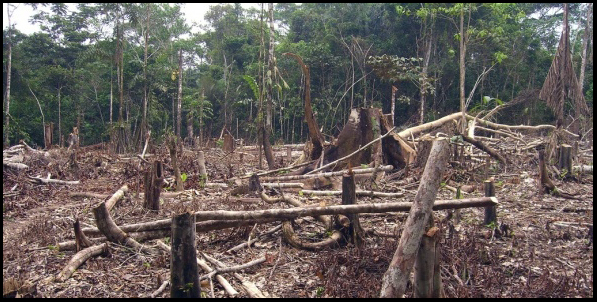 photo of deforestation in amazon rain forest