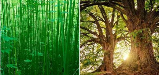 hemp versus wood photo